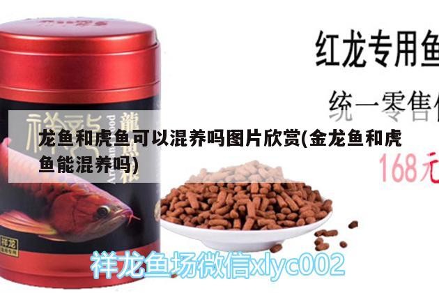 龍魚和虎魚可以混養嗎圖片欣賞(金龍魚和虎魚能混養嗎)