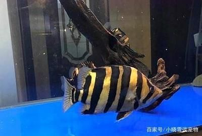 印尼虎魚 大的和小的可以一起養嗎：印尼虎魚可以與其他熱帶魚和諧共處嗎？