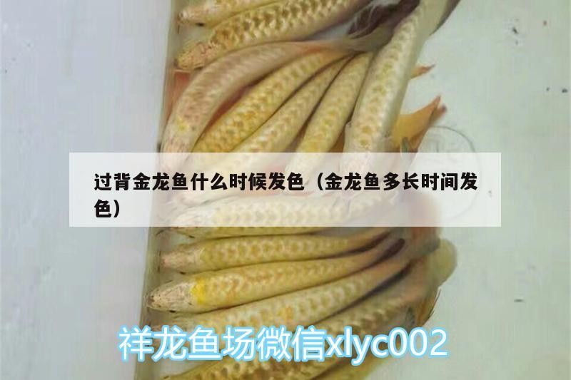 過背金龍魚什么時候發色（金龍魚多長時間發色）