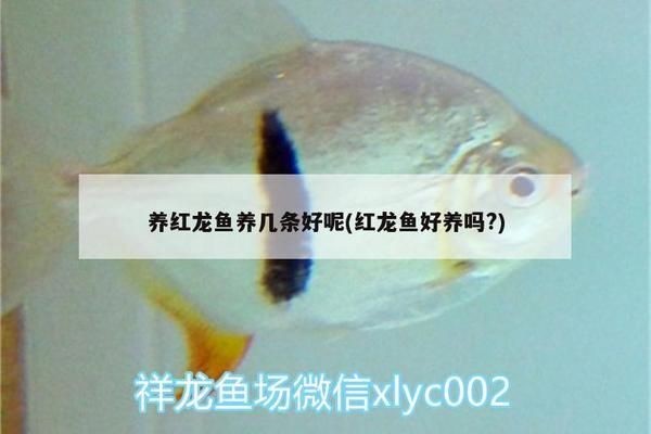 養紅龍魚養幾條好一點的