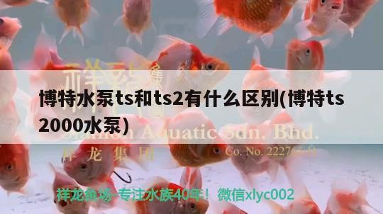 博特水泵ts和ts2有什么區別(博特ts2000水泵)
