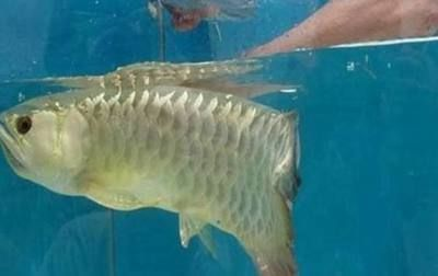 龍魚有寄生蟲,身上充血怎么辦呢vs祥龍魚場：龍魚身上出現(xiàn)充血現(xiàn)象怎么辦
