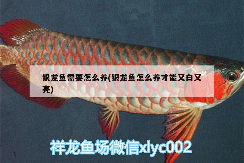 銀龍魚需要怎么養(銀龍魚怎么養才能又白又亮)