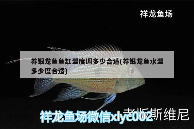 養銀龍魚魚缸溫度調多少合適(養銀龍魚水溫多少度合適)
