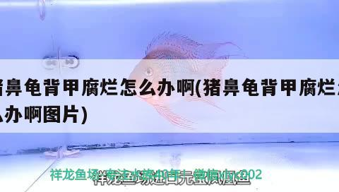 豬鼻龜背甲腐爛怎么辦啊(豬鼻龜背甲腐爛怎么辦啊圖片)