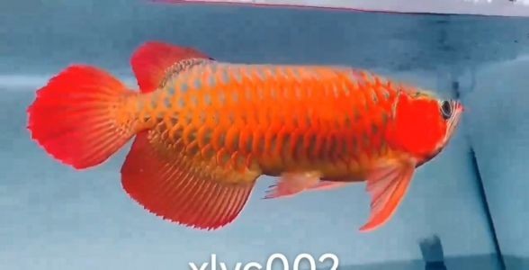 賽級紅龍魚是什么標準