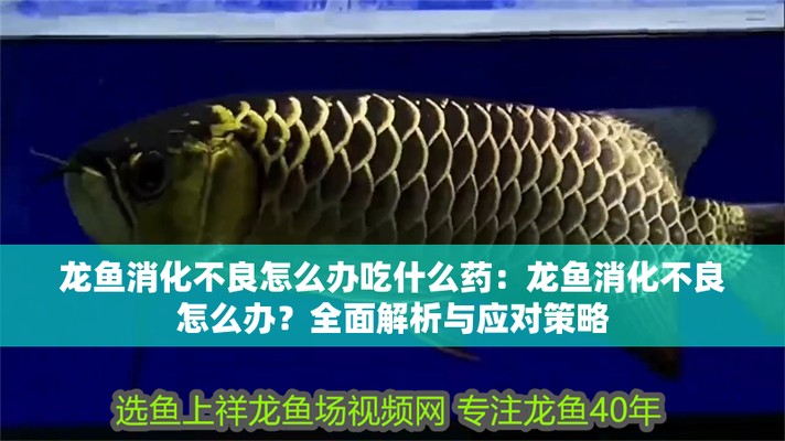 湘潭紅龍魚(yú)價(jià)格2688貴嗎？
