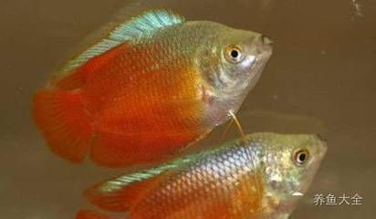 龍魚用甲硝唑除內寄vs祥龍魚場：龍魚健康狀況，龍魚內寄常見癥狀及防治