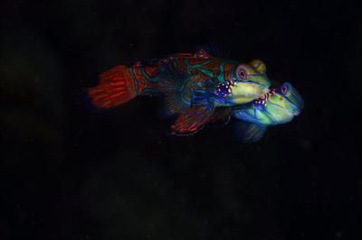 阿里龍魚vs祥龍魚場（阿里龍魚與祥龍魚場有什么區別？）