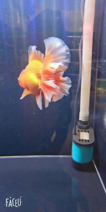 大連水族館喜歡泰獅的找我