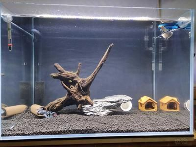 龍魚需要養水幾天嗎為什么vs祥龍魚場：龍魚養水的最佳時間