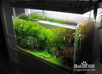 博雅水族魚缸兩側濾芯怎么換：博雅水族魚缸兩側濾芯更換過程中需要遵循以下幾個步驟