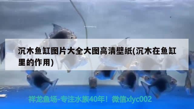 沉木魚缸圖片大全大圖高清壁紙(沉木在魚缸里的作用)