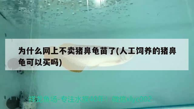 為什么網上不賣豬鼻龜苗了(人工飼養的豬鼻龜可以買嗎)