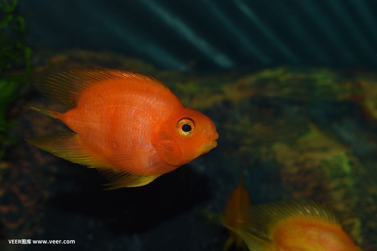 鸚鵡魚能和虎魚一起混養嗎：鸚鵡魚和虎魚可以一起混養嗎飼養者需要仔細評估這些因素