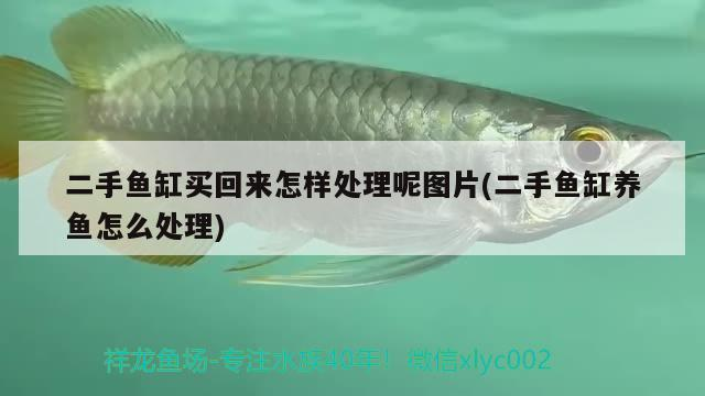 新換水的小紅龍，分享一條剛換水的小紅龍在水族館中新換水后的表現