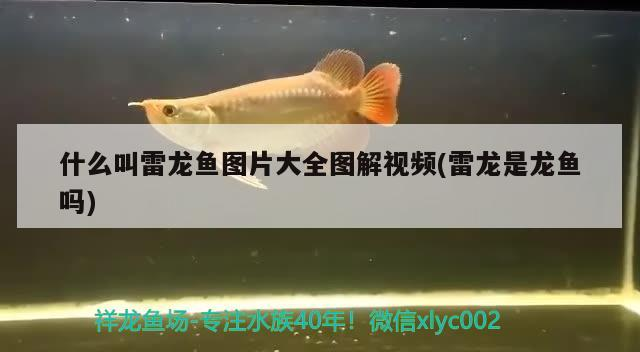 什么叫雷龍魚圖片大全圖解視頻(雷龍是龍魚嗎) 什么叫雷龍魚圖片大全圖解視頻(雷龍是龍魚嗎) 魟魚百科
