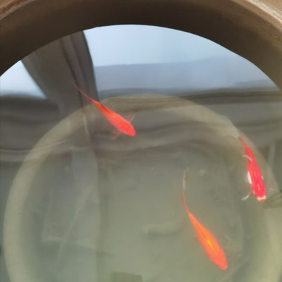 怒江傈僳族自治州紅龍魚價(jià)格2688貴嗎？ 怒江傈僳族自治州紅龍魚價(jià)格2688貴嗎？ 紅龍魚百科 第2張