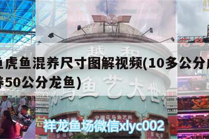 龍魚虎魚混養尺寸圖解視頻(10多公分虎魚混養50公分龍魚)