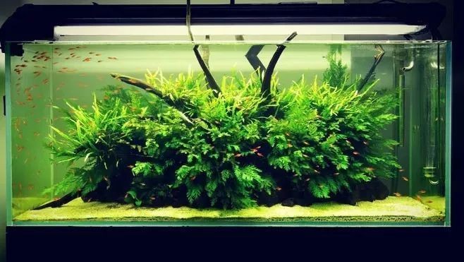 長(zhǎng)沙迦南水族科技有限公司（長(zhǎng)沙迦南水族科技有限公司怎么樣）