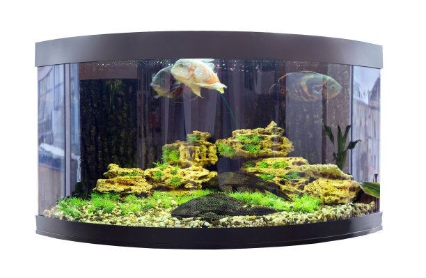 半圓形的魚缸屬于什么品牌：智洋品牌半圓形魚缸 半圓形的魚缸屬于什么品牌：智洋品牌半圓形魚缸 魚缸百科 第4張