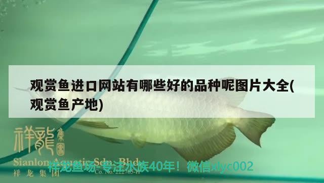 錦州魚缸批發市場地址 錦州魚缸批發市場地址 魚缸百科 第3張