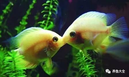 100種觀賞魚的名字