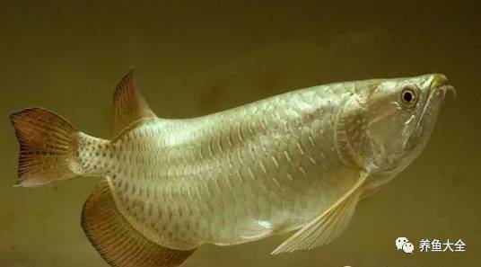 100種觀賞魚的名字