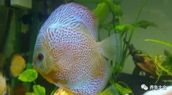 100種觀賞魚的名字