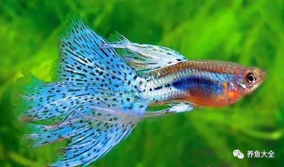100種觀賞魚的名字