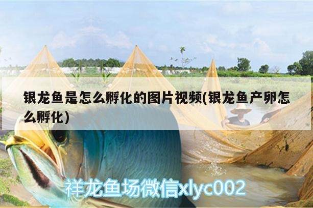 銀龍魚是怎么孵化的圖片視頻(銀龍魚產(chǎn)卵怎么孵化)