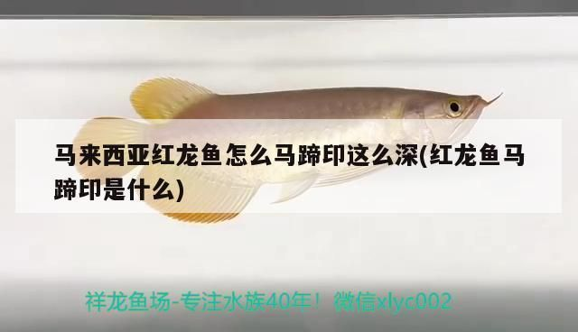 紅龍魚馬蹄印：紅龍魚的馬蹄印特征及其形成原因