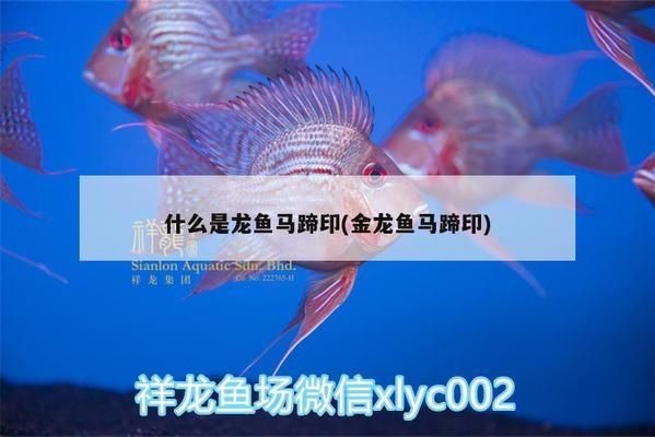 紅龍魚馬蹄印：紅龍魚的馬蹄印特征及其形成原因
