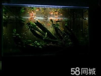 超白金晶魚缸價格多少錢一個：超白金晶魚缸價格