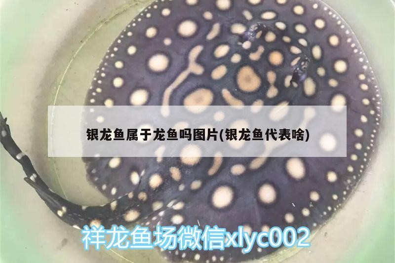 銀龍魚屬于龍魚嗎圖片(銀龍魚代表啥)