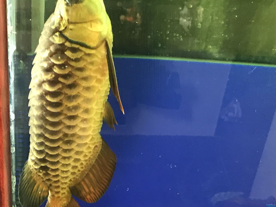 龍魚局部炸鱗vs祥龍魚場：祥龍魚場如何預防龍魚炸鱗龍魚養殖技巧分享