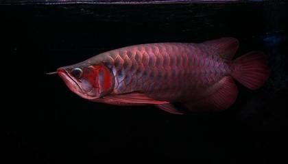如何挑選紅龍魚苗：紅龍魚苗選購技巧
