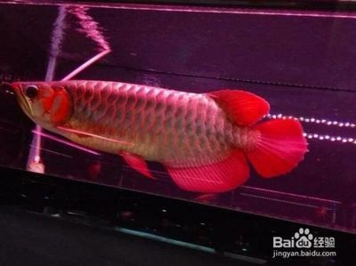 如何挑選紅龍魚苗：紅龍魚苗選購技巧