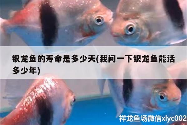 銀龍魚的壽命是多少天(我問一下銀龍魚能活多少年)