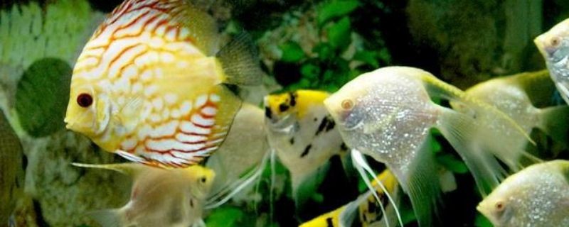 虎斑魚的飼養技巧虎皮魚的飼養技巧虎皮魚的營養價值：美國虎斑魚的養殖前景