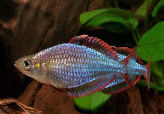 1米2魚缸一般人養不了