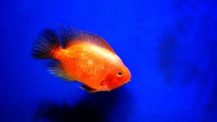 焦作水族館vs祥龍魚場（探討焦作水族館與祥龍魚場之間的差異之前需要明確這兩者的性質(zhì)和特點(diǎn)）
