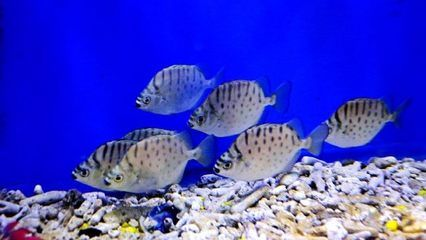 焦作水族館vs祥龍魚場（探討焦作水族館與祥龍魚場之間的差異之前需要明確這兩者的性質(zhì)和特點(diǎn)）