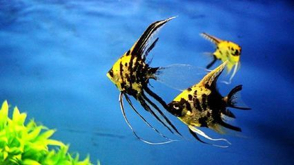 焦作水族館vs祥龍魚場（探討焦作水族館與祥龍魚場之間的差異之前需要明確這兩者的性質(zhì)和特點(diǎn)）