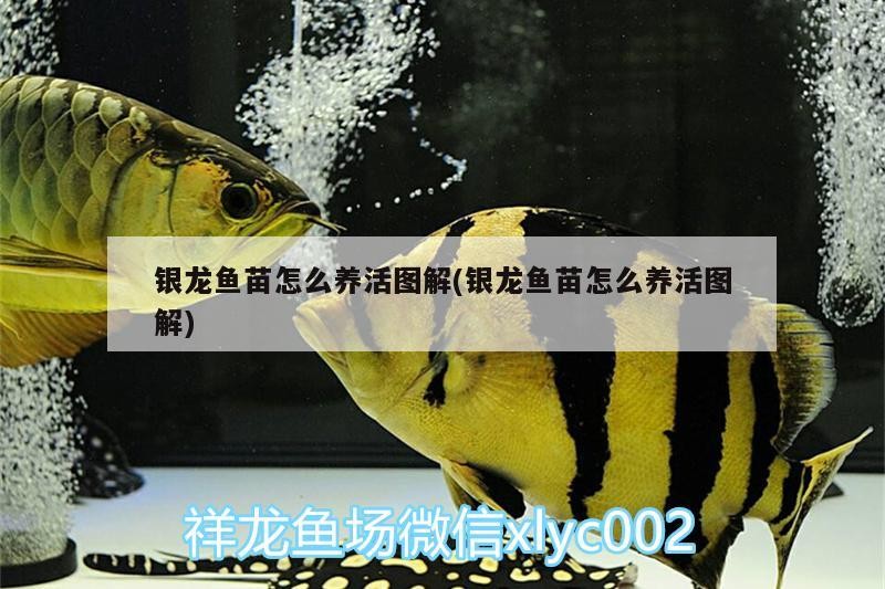 銀龍魚苗怎么養活圖解(銀龍魚苗怎么養活圖解)