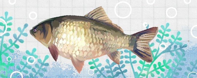 鯽魚(yú)什么季節(jié)最好釣什么魚(yú)餌最好釣