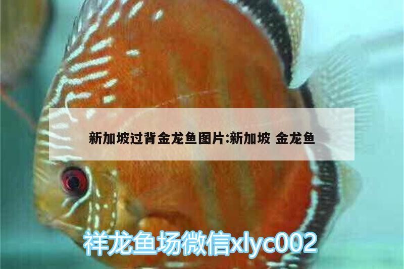 新加坡過背金龍魚圖片:新加坡金龍魚