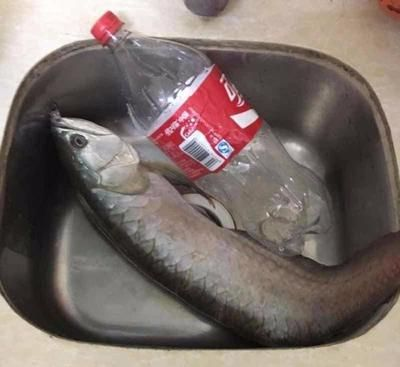 養紅龍魚每次換水要加鹽嗎：養紅龍魚是否需要每次換水時加鹽，紅龍魚換水的最佳時機