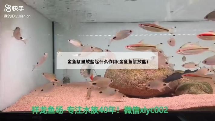 養金龍魚需要放鹽嗎vs祥龍魚場：養金龍魚時是否需要加鹽以及加鹽的比例