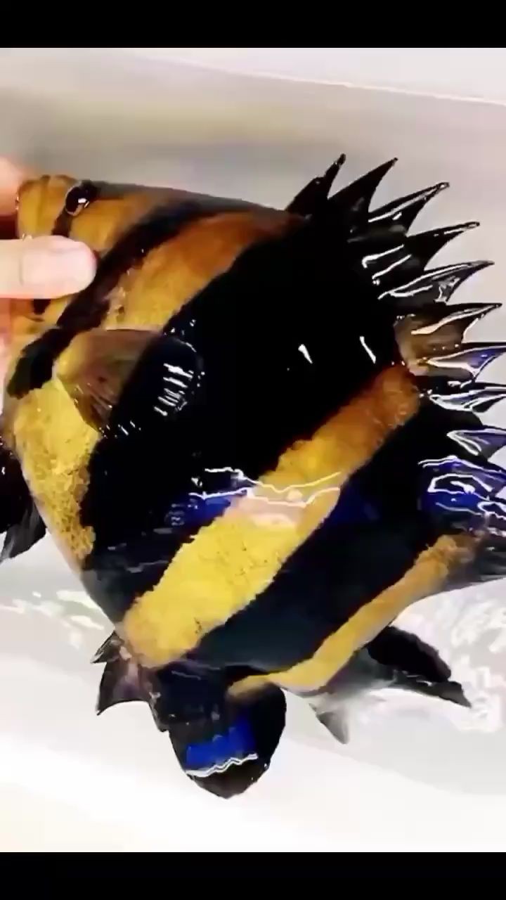 接上條出水